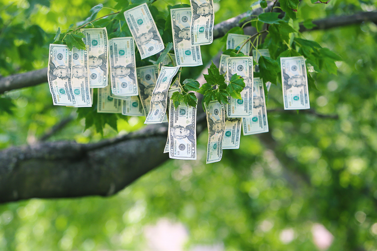 money on trees